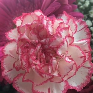 Meet your Posher, Presly